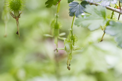 Ribes echinellum