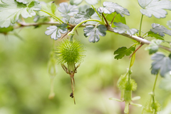 Ribes echinellum