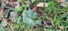 Hedera helix