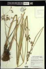 Schoenoplectus heterochaetus