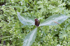 Trillium lancifolium