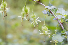 Ribes echinellum