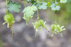 Ribes echinellum