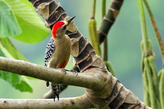 Melanerpes rubricapillus