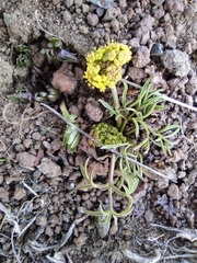Lomatium farinosum