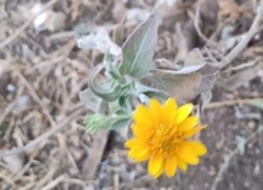 Simsia foetida