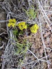 Lomatium farinosum
