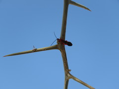 Brachyaciura limbata