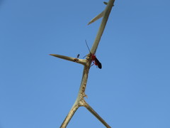 Brachyaciura limbata