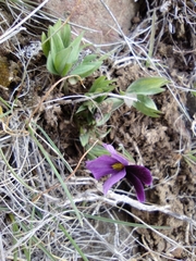 Viola trinervata