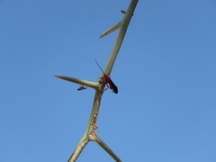 Brachyaciura limbata