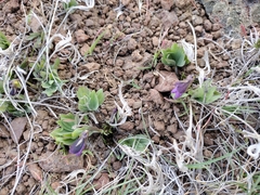 Viola trinervata