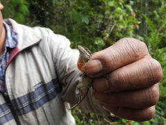 Anolis anisolepis