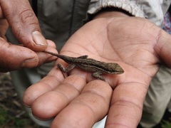 Anolis anisolepis