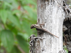 Anolis anisolepis