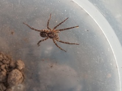 Lycosinae