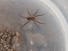Lycosinae