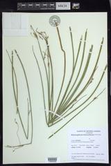 Schoenoplectus heterochaetus