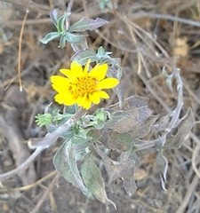 Simsia foetida