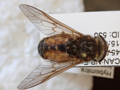 Hybomitra nuda