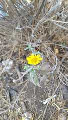 Simsia foetida