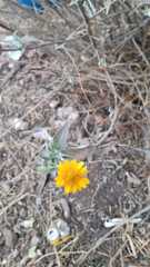 Simsia foetida