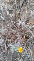 Simsia foetida