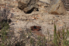 Euphydryas editha quino
