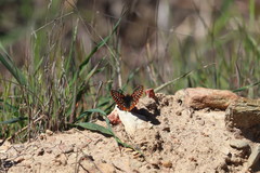 Euphydryas editha quino