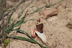Euphydryas editha quino