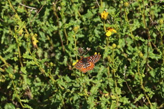 Euphydryas editha quino