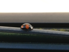 Harmonia axyridis