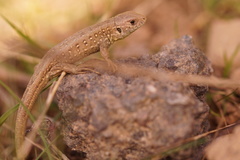 Lacerta agilis