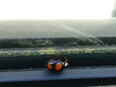 Harmonia axyridis