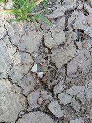 Formicidae