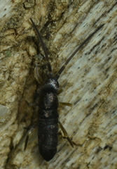 Pogonognathellus flavescens