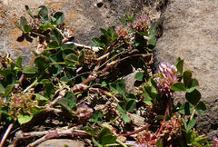 Trifolium glomeratum image