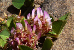 Trifolium glomeratum image