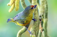Euphonia imitans