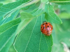 Harmonia axyridis