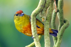 Euphonia imitans