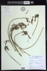 Schoenoplectus heterochaetus