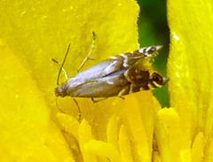 Glyphipterix simpliciella