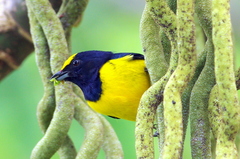 Euphonia imitans