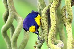 Euphonia imitans