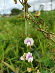Tephrosia noctiflora