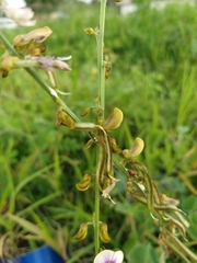 Tephrosia noctiflora