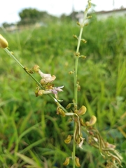 Tephrosia noctiflora