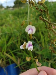 Tephrosia noctiflora