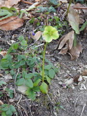 Helleborus viridis